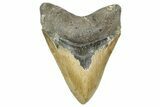 Serrated, Fossil Megalodon Tooth - North Carolina #368438-1